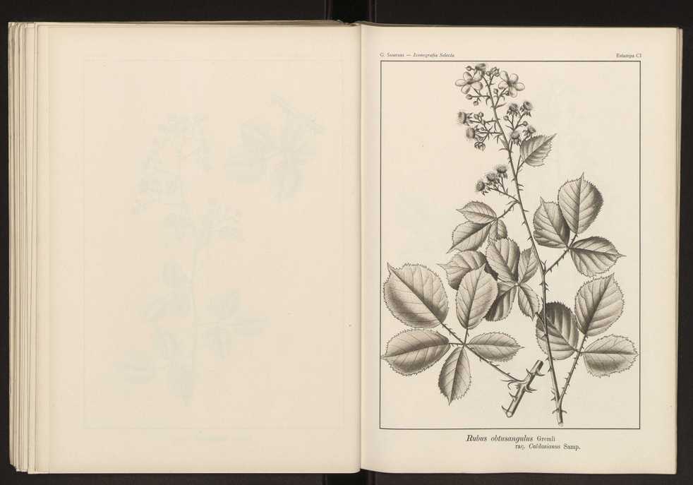 Iconografia selecta da flora portuguesa 107