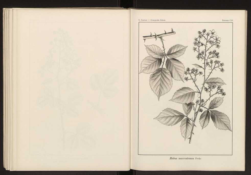 Iconografia selecta da flora portuguesa 109