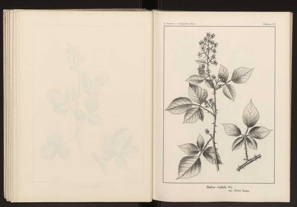 Iconografia selecta da flora portuguesa 112