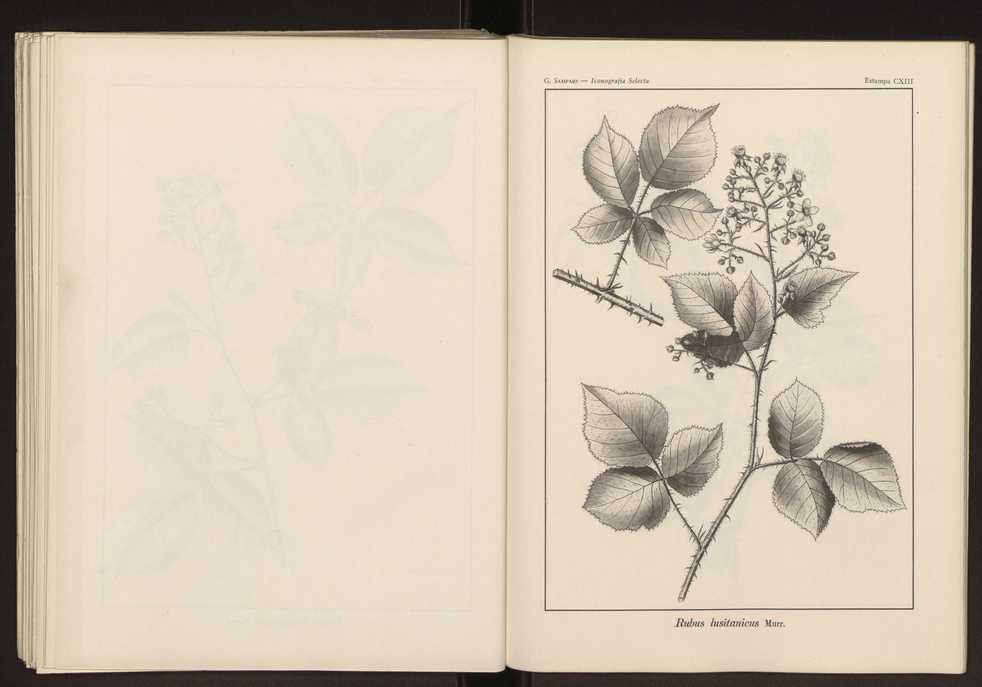 Iconografia selecta da flora portuguesa 119