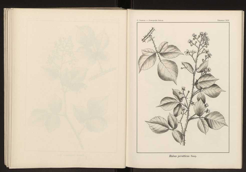 Iconografia selecta da flora portuguesa 120