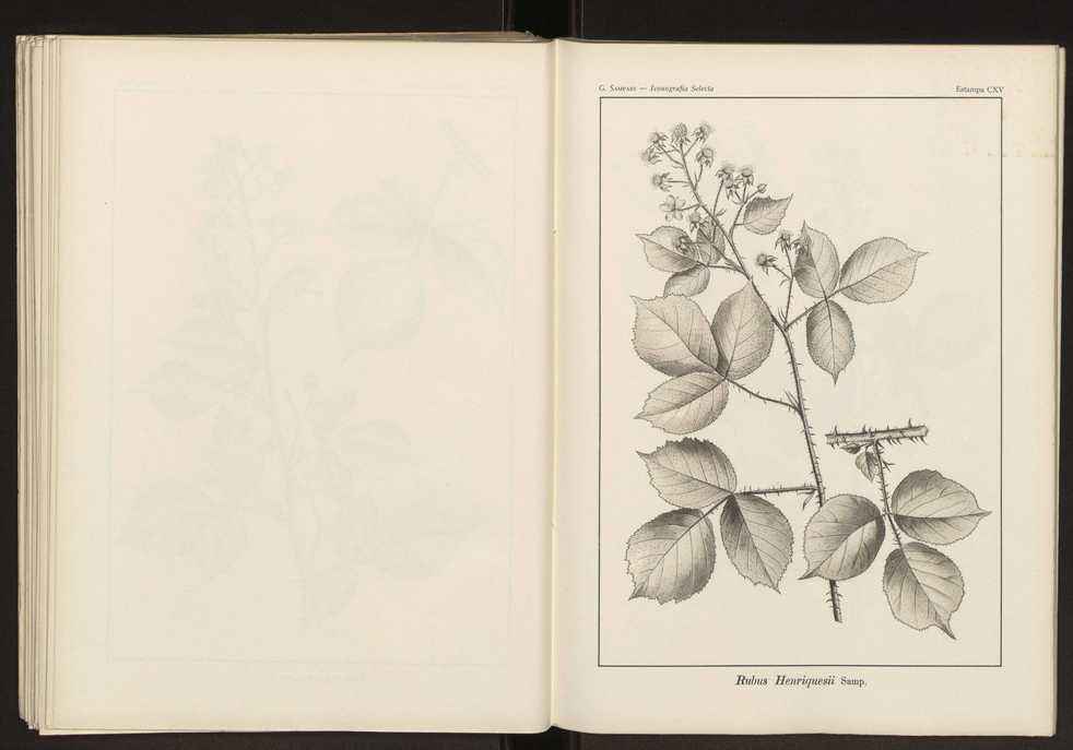 Iconografia selecta da flora portuguesa 121