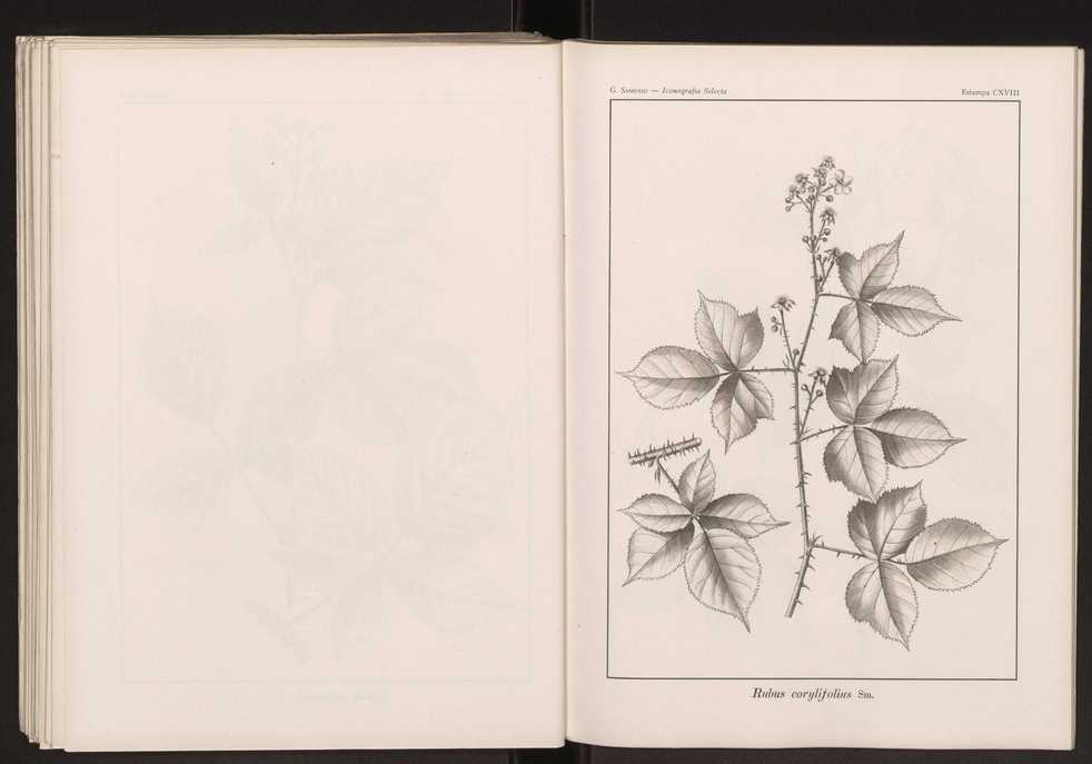 Iconografia selecta da flora portuguesa 124