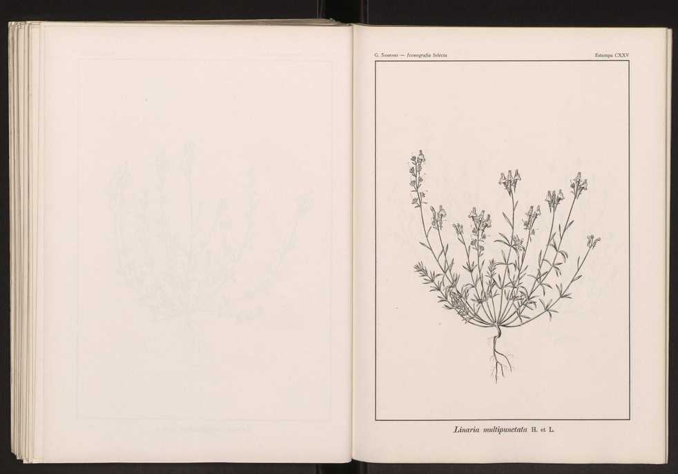 Iconografia selecta da flora portuguesa 131