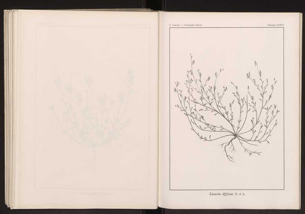 Iconografia selecta da flora portuguesa 132