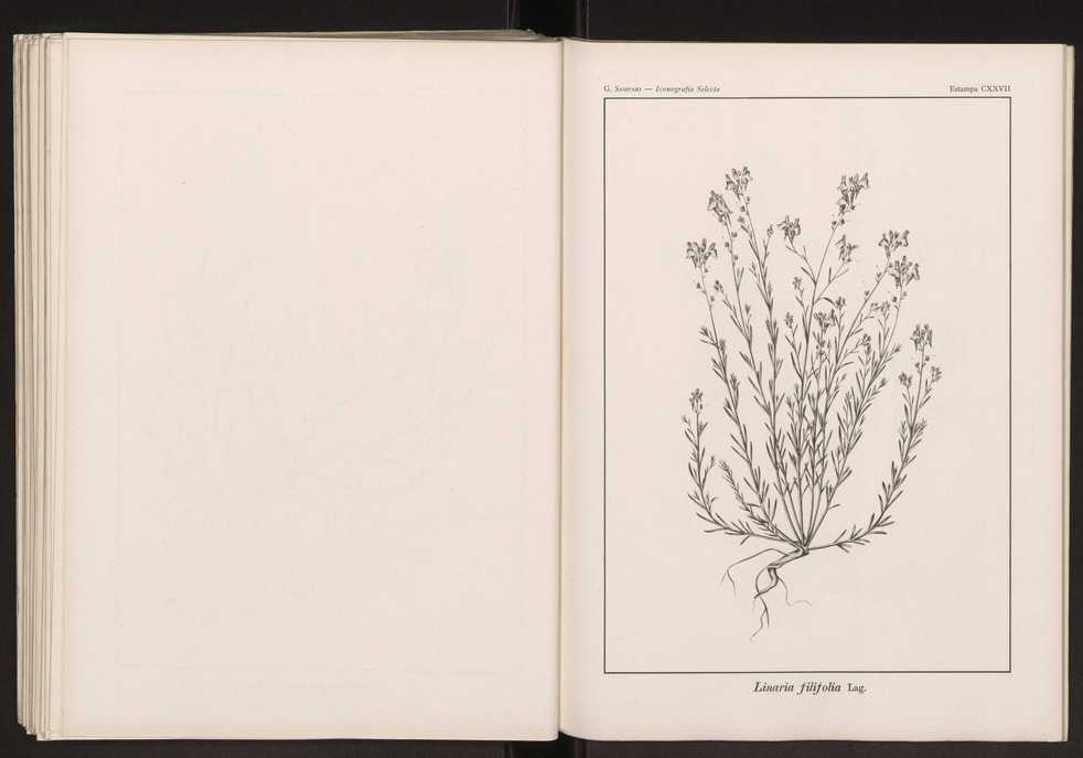 Iconografia selecta da flora portuguesa 133