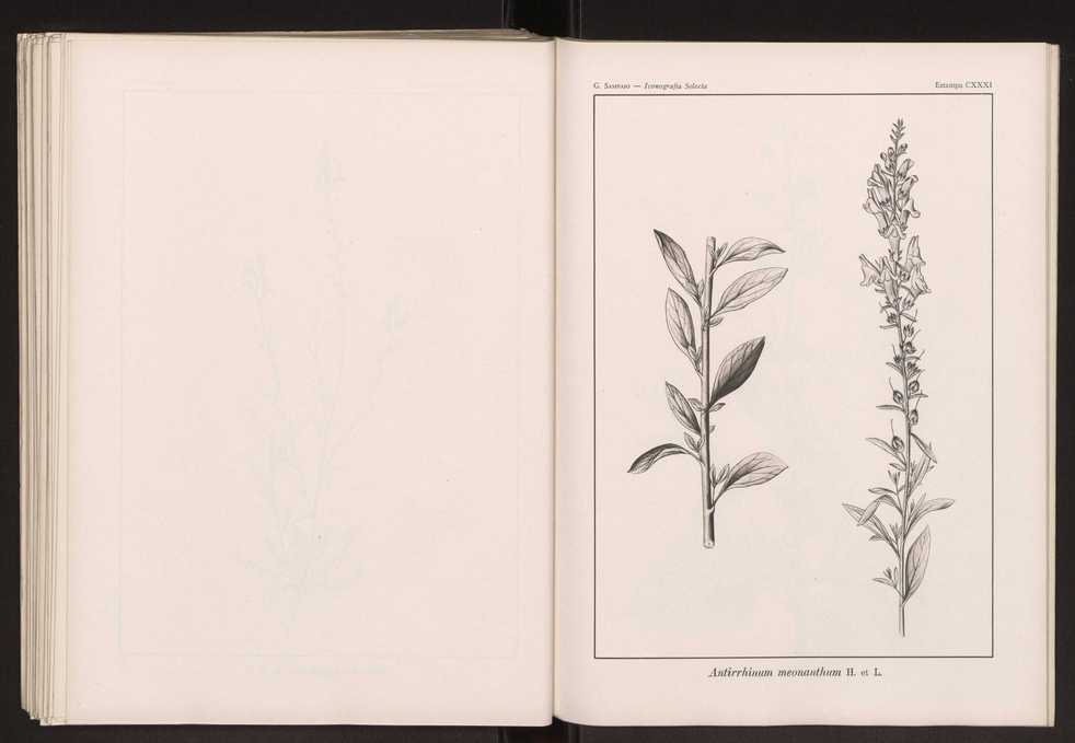 Iconografia selecta da flora portuguesa 137