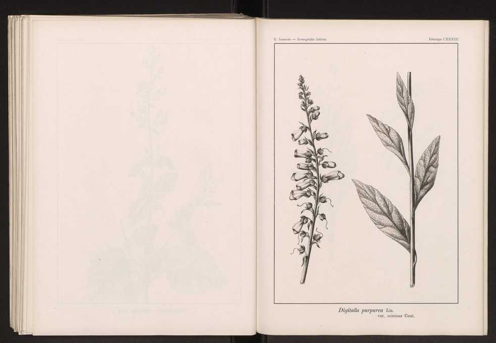 Iconografia selecta da flora portuguesa 139