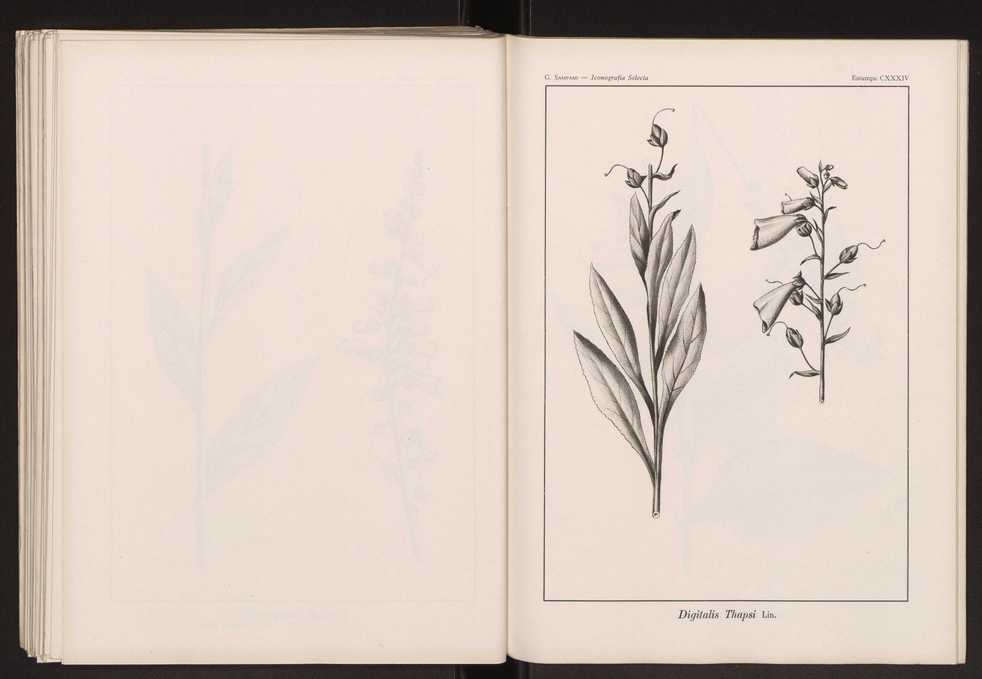 Iconografia selecta da flora portuguesa 140
