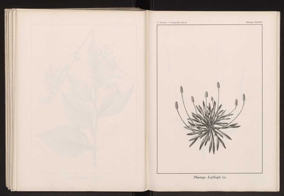 Iconografia selecta da flora portuguesa 142