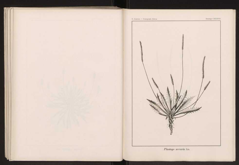 Iconografia selecta da flora portuguesa 143