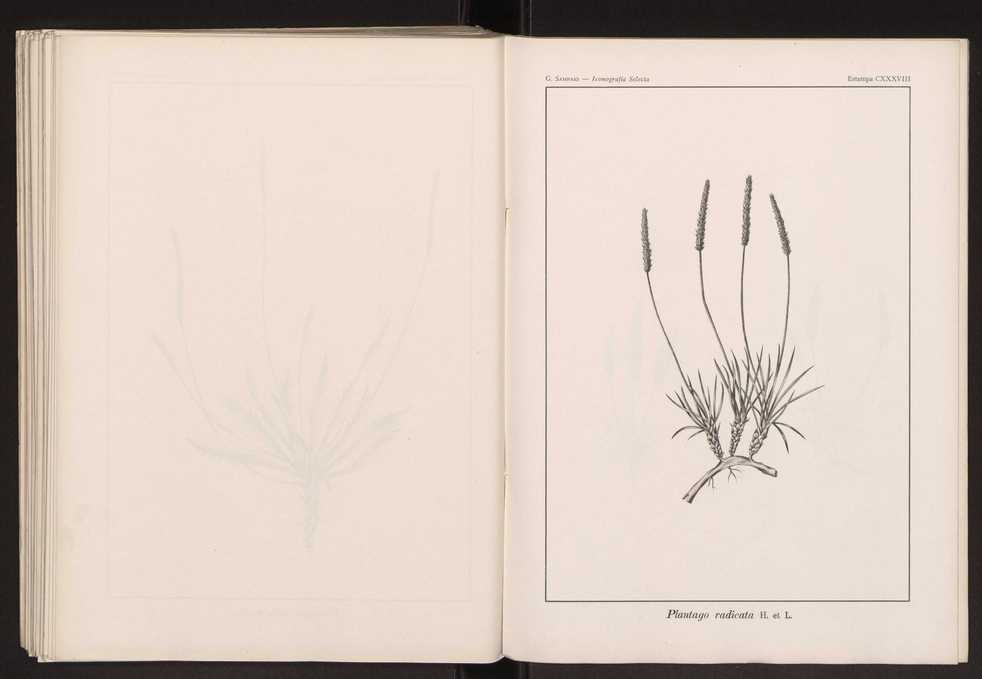 Iconografia selecta da flora portuguesa 144