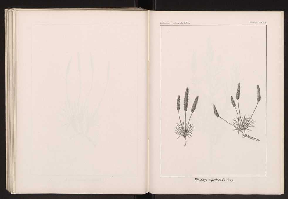 Iconografia selecta da flora portuguesa 145