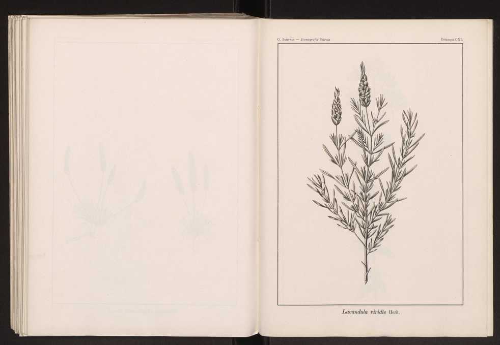 Iconografia selecta da flora portuguesa 146
