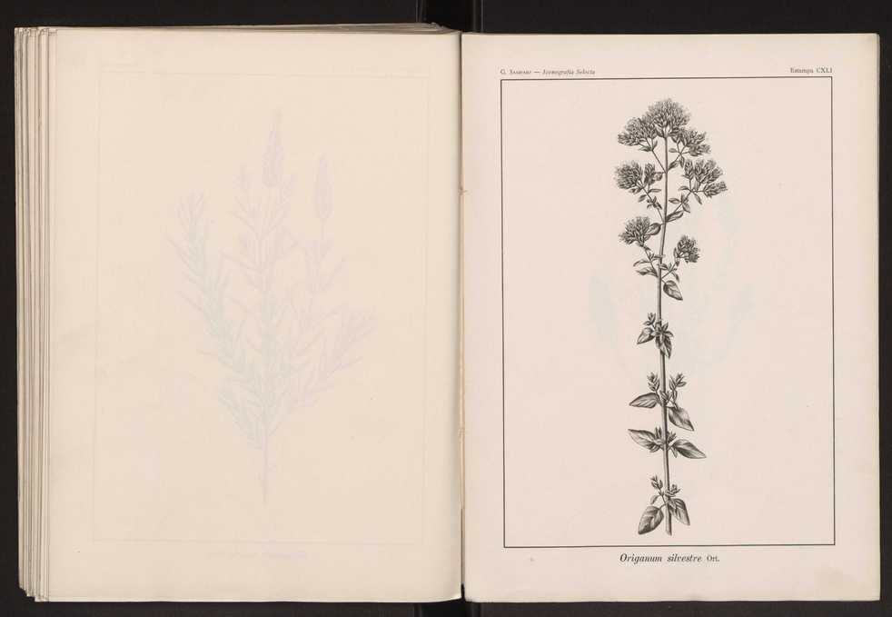 Iconografia selecta da flora portuguesa 147