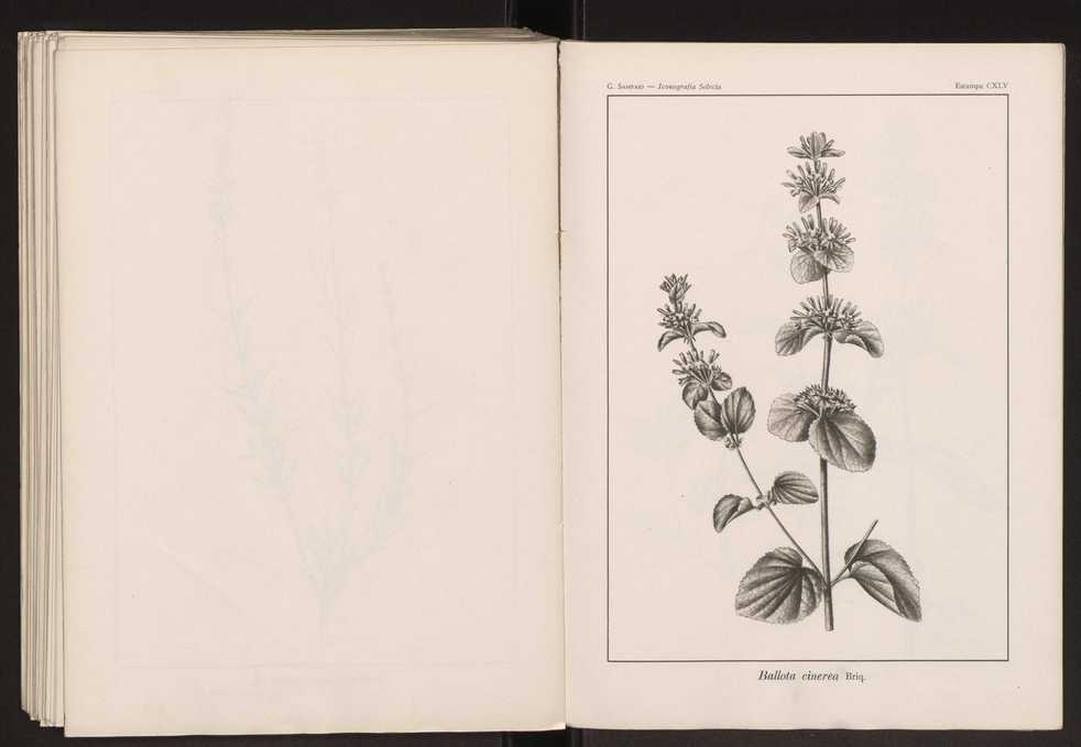 Iconografia selecta da flora portuguesa 151