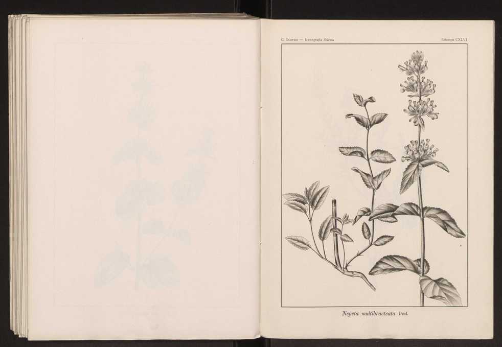 Iconografia selecta da flora portuguesa 152