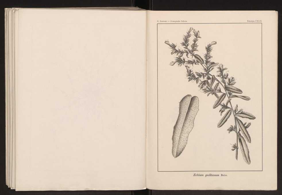 Iconografia selecta da flora portuguesa 155
