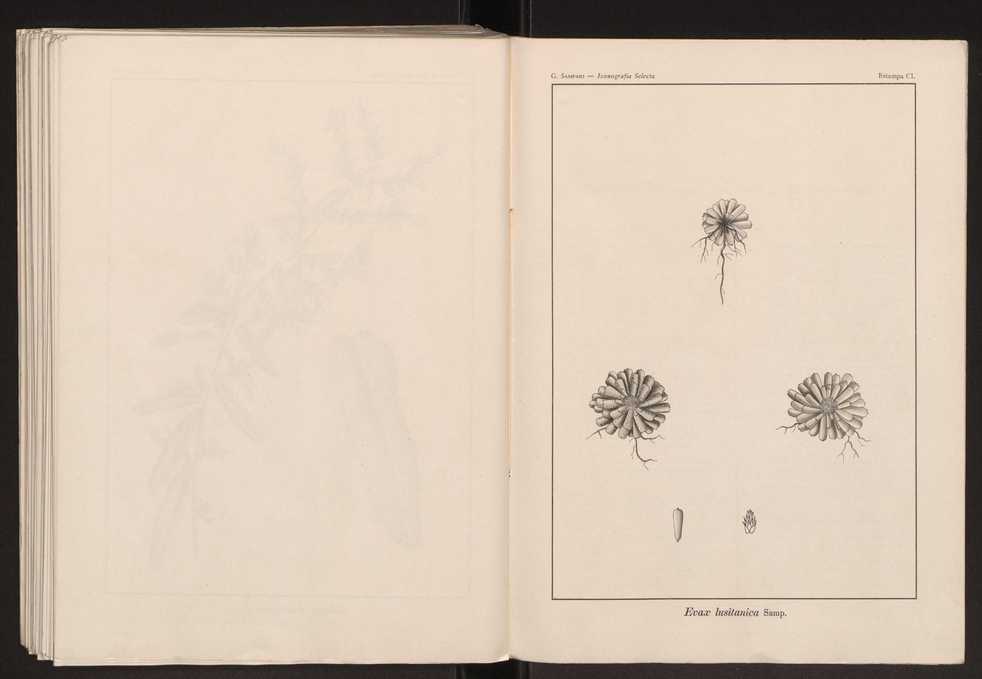 Iconografia selecta da flora portuguesa 156