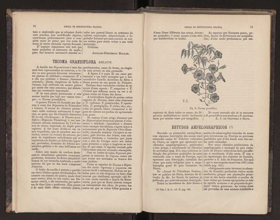 Jornal de horticultura prtica III 13