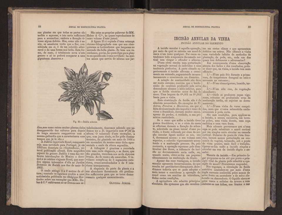 Jornal de horticultura prtica III 52