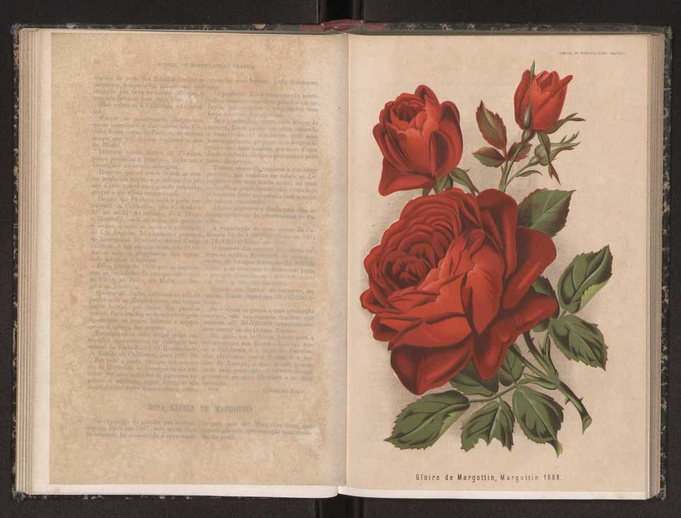Jornal de horticultura prtica XIX 59