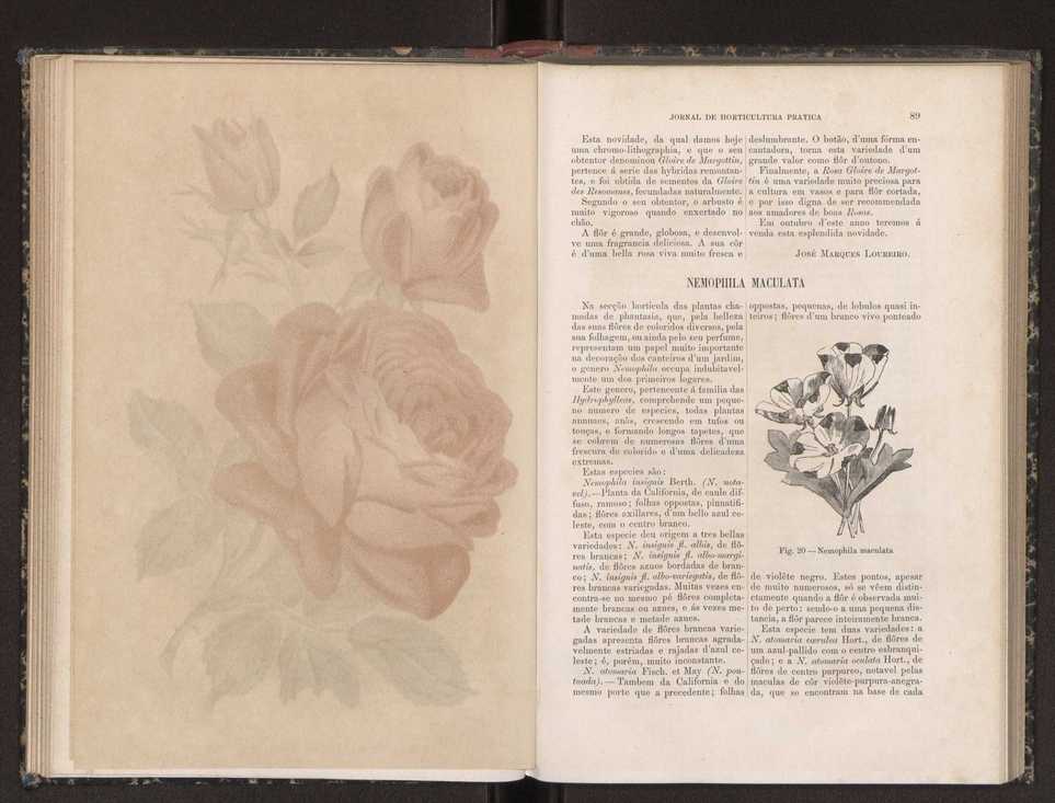 Jornal de horticultura prtica XIX 60