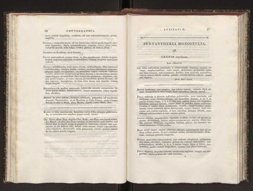 Phytographia lusitaniae selectior, seu novarum rariorum, et aliarum minus cognitarum stirpium, quae in Lusitania sponte' veniunt, ejusdemque floram spectant, descriptiones iconibus illustratae. Vol. 1 35