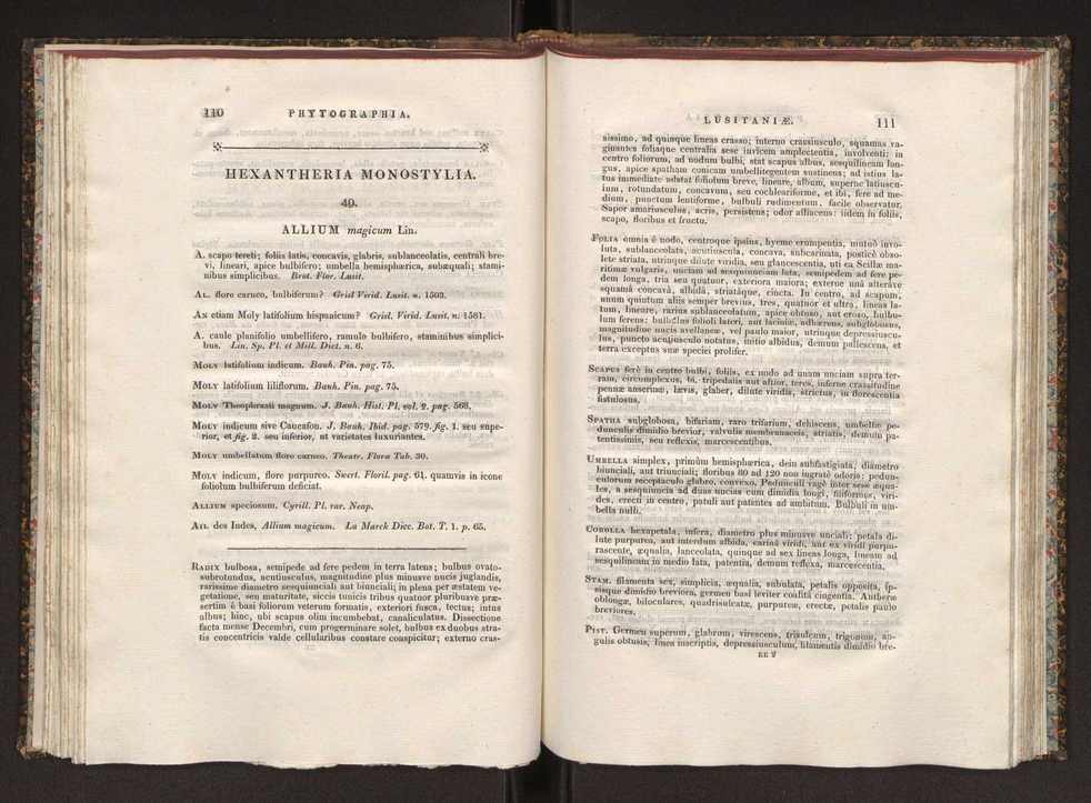 Phytographia lusitaniae selectior, seu novarum rariorum, et aliarum minus cognitarum stirpium, quae in Lusitania sponte' veniunt, ejusdemque floram spectant, descriptiones iconibus illustratae. Vol. 1 62