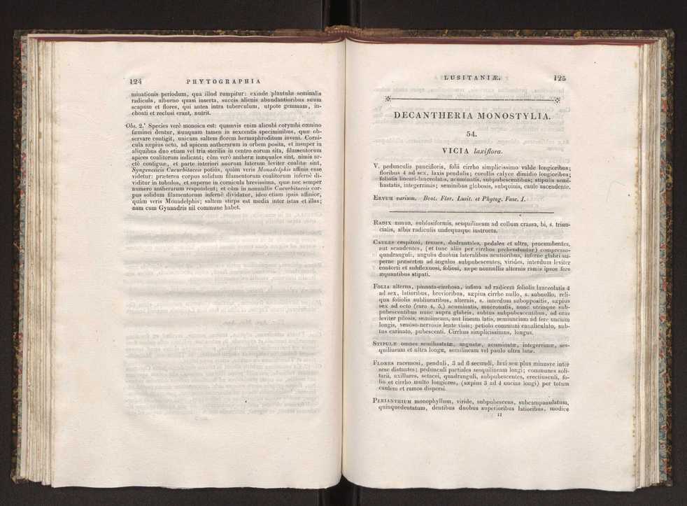 Phytographia lusitaniae selectior, seu novarum rariorum, et aliarum minus cognitarum stirpium, quae in Lusitania sponte' veniunt, ejusdemque floram spectant, descriptiones iconibus illustratae. Vol. 1 69