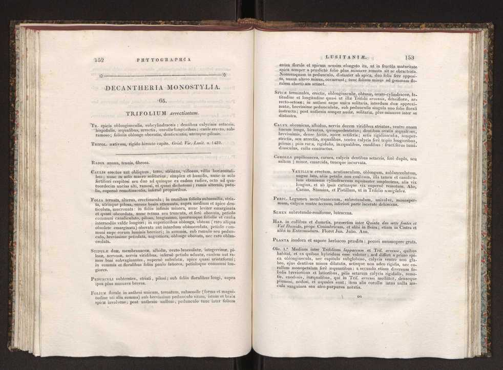 Phytographia lusitaniae selectior, seu novarum rariorum, et aliarum minus cognitarum stirpium, quae in Lusitania sponte' veniunt, ejusdemque floram spectant, descriptiones iconibus illustratae. Vol. 1 83