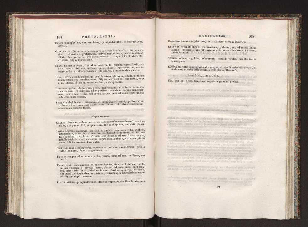 Phytographia lusitaniae selectior, seu novarum rariorum, et aliarum minus cognitarum stirpium, quae in Lusitania sponte' veniunt, ejusdemque floram spectant, descriptiones iconibus illustratae. Vol. 1 89