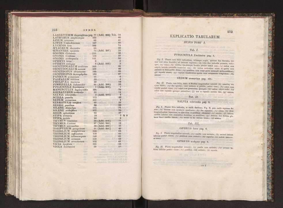 Phytographia lusitaniae selectior, seu novarum rariorum, et aliarum minus cognitarum stirpium, quae in Lusitania sponte' veniunt, ejusdemque floram spectant, descriptiones iconibus illustratae. Vol. 1 116