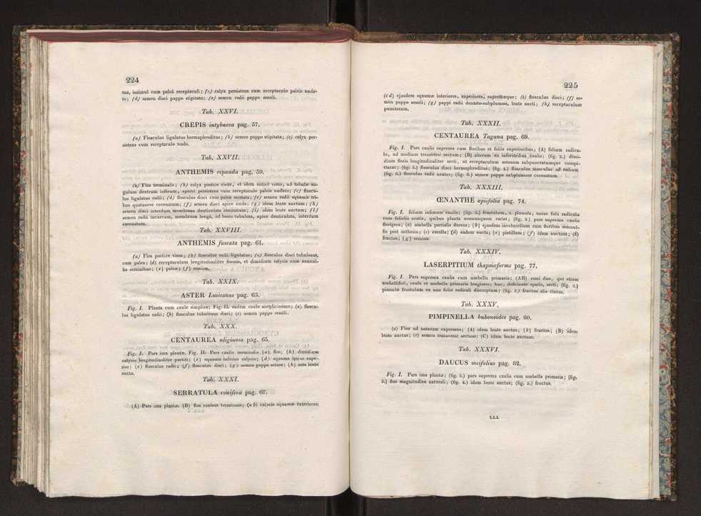 Phytographia lusitaniae selectior, seu novarum rariorum, et aliarum minus cognitarum stirpium, quae in Lusitania sponte' veniunt, ejusdemque floram spectant, descriptiones iconibus illustratae. Vol. 1 119