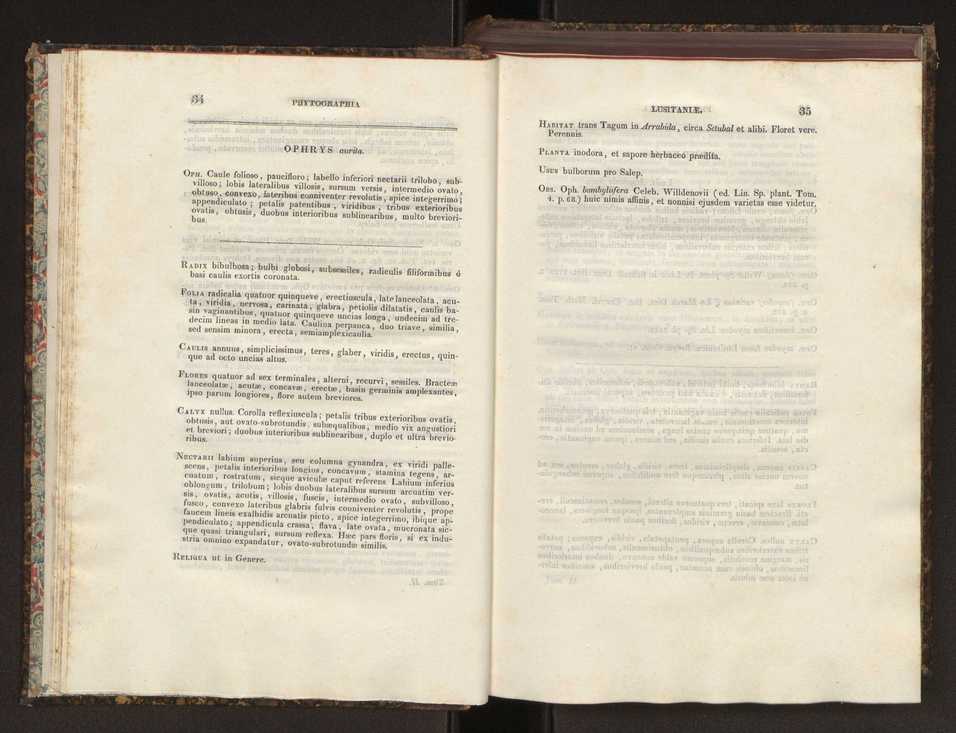 Phytographia lusitaniae selectior, seu novarum rariorum, et aliarum minus cognitarum stirpium, quae in Lusitania sponte' veniunt, ejusdemque floram spectant, descriptiones iconibus illustratae. Vol. 2 19