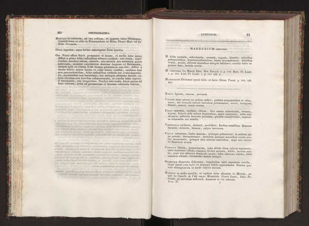 Phytographia lusitaniae selectior, seu novarum rariorum, et aliarum minus cognitarum stirpium, quae in Lusitania sponte' veniunt, ejusdemque floram spectant, descriptiones iconibus illustratae. Vol. 2 42