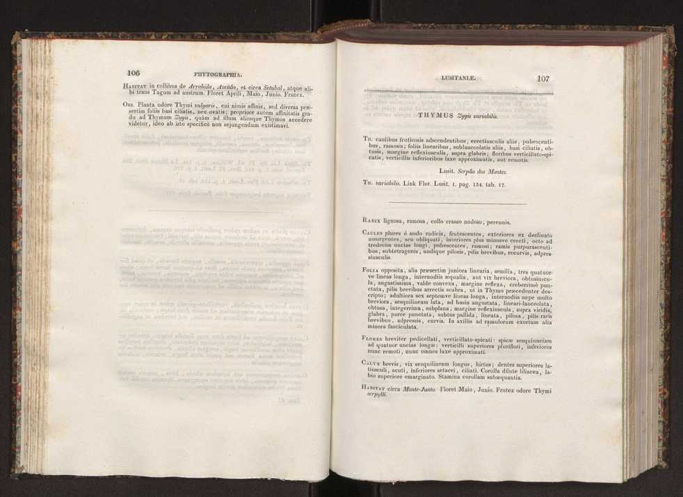 Phytographia lusitaniae selectior, seu novarum rariorum, et aliarum minus cognitarum stirpium, quae in Lusitania sponte' veniunt, ejusdemque floram spectant, descriptiones iconibus illustratae. Vol. 2 55