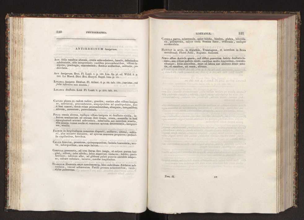 Phytographia lusitaniae selectior, seu novarum rariorum, et aliarum minus cognitarum stirpium, quae in Lusitania sponte' veniunt, ejusdemque floram spectant, descriptiones iconibus illustratae. Vol. 2 62