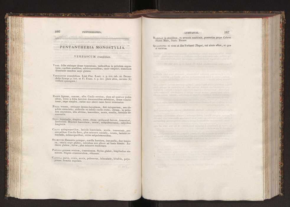 Phytographia lusitaniae selectior, seu novarum rariorum, et aliarum minus cognitarum stirpium, quae in Lusitania sponte' veniunt, ejusdemque floram spectant, descriptiones iconibus illustratae. Vol. 2 85