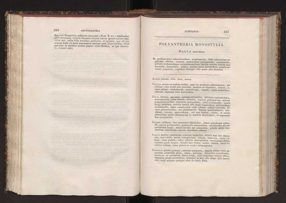 Phytographia lusitaniae selectior, seu novarum rariorum, et aliarum minus cognitarum stirpium, quae in Lusitania sponte' veniunt, ejusdemque floram spectant, descriptiones iconibus illustratae. Vol. 2 113