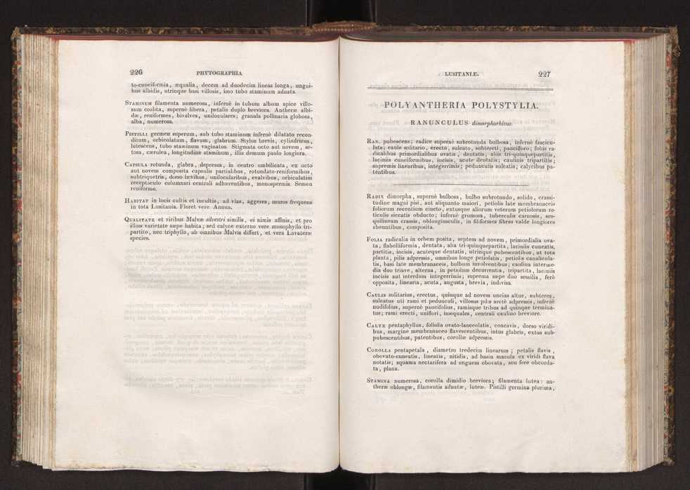 Phytographia lusitaniae selectior, seu novarum rariorum, et aliarum minus cognitarum stirpium, quae in Lusitania sponte' veniunt, ejusdemque floram spectant, descriptiones iconibus illustratae. Vol. 2 115