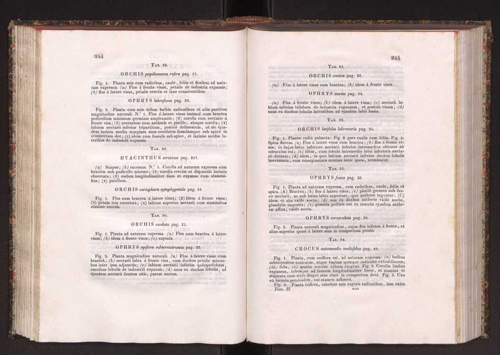 Phytographia lusitaniae selectior, seu novarum rariorum, et aliarum minus cognitarum stirpium, quae in Lusitania sponte' veniunt, ejusdemque floram spectant, descriptiones iconibus illustratae. Vol. 2 124