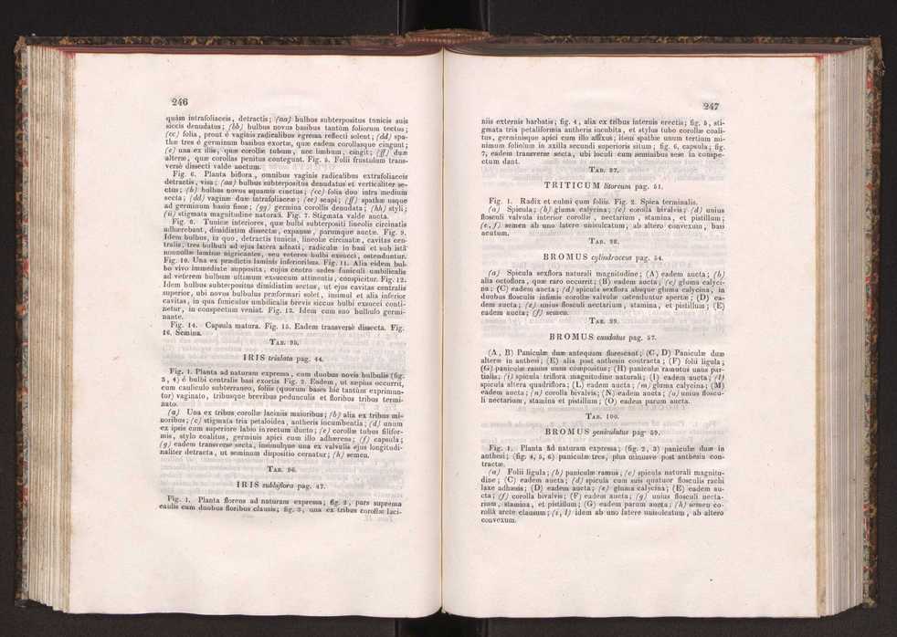 Phytographia lusitaniae selectior, seu novarum rariorum, et aliarum minus cognitarum stirpium, quae in Lusitania sponte' veniunt, ejusdemque floram spectant, descriptiones iconibus illustratae. Vol. 2 125