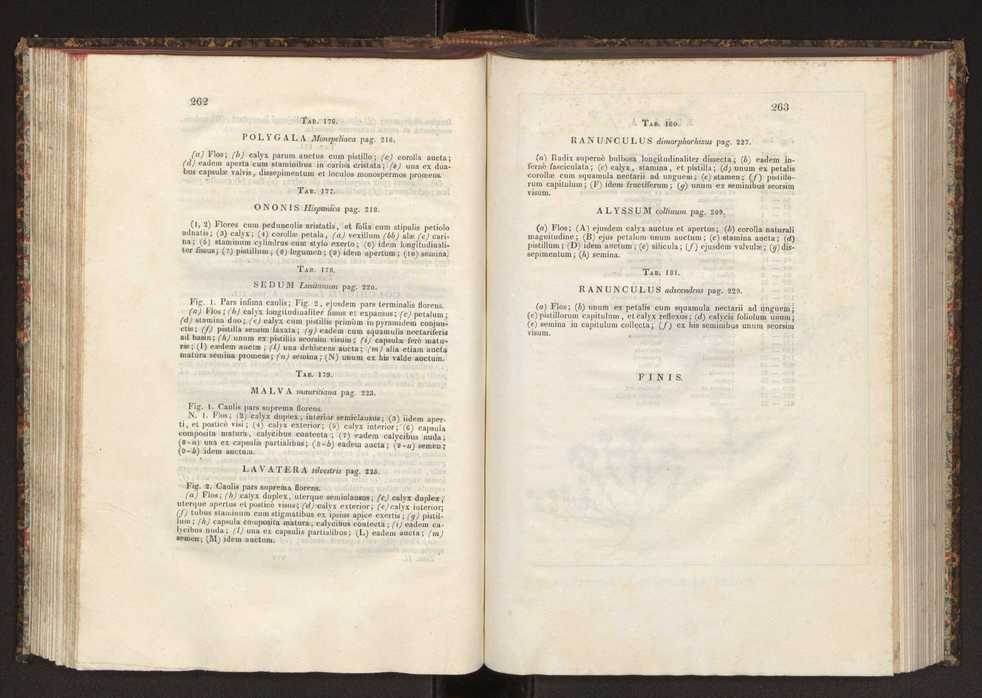Phytographia lusitaniae selectior, seu novarum rariorum, et aliarum minus cognitarum stirpium, quae in Lusitania sponte' veniunt, ejusdemque floram spectant, descriptiones iconibus illustratae. Vol. 2 133