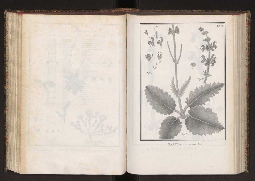 Phytographia lusitaniae selectior, seu novarum rariorum, et aliarum minus cognitarum stirpium, quae in Lusitania sponte' veniunt, ejusdemque floram spectant, descriptiones iconibus illustratae. Vol. 2 135