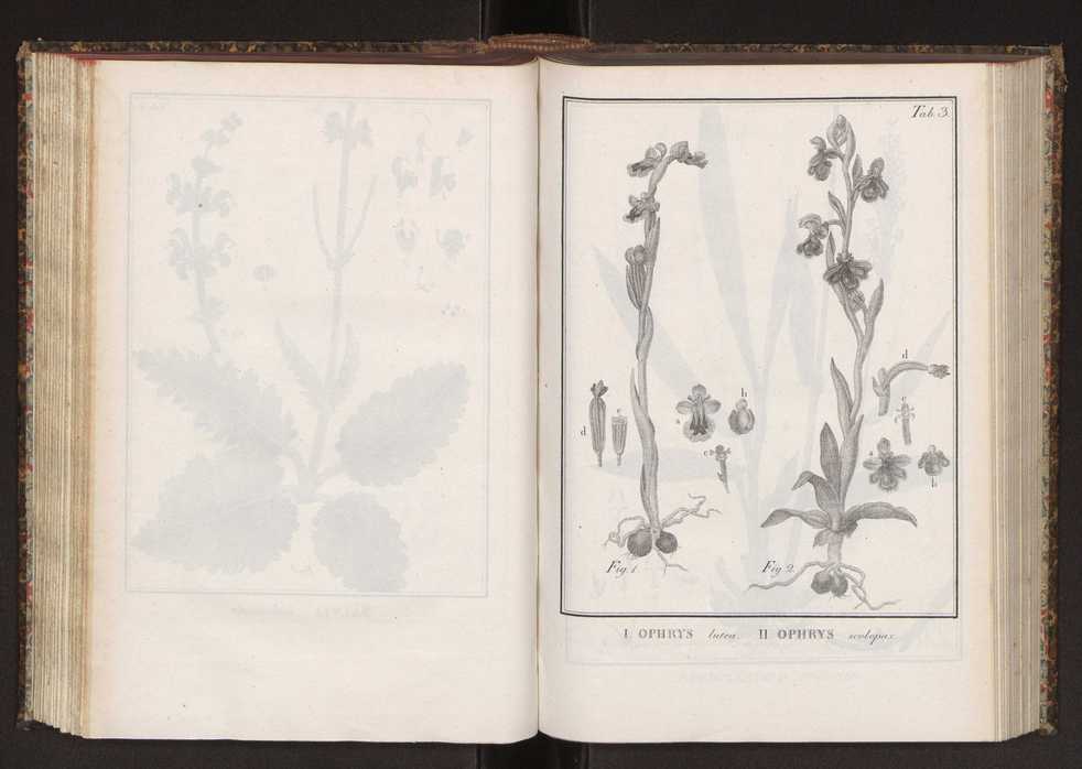Phytographia lusitaniae selectior, seu novarum rariorum, et aliarum minus cognitarum stirpium, quae in Lusitania sponte' veniunt, ejusdemque floram spectant, descriptiones iconibus illustratae. Vol. 2 136