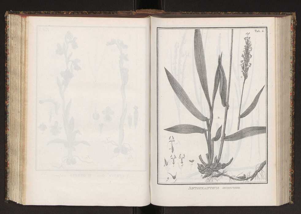 Phytographia lusitaniae selectior, seu novarum rariorum, et aliarum minus cognitarum stirpium, quae in Lusitania sponte' veniunt, ejusdemque floram spectant, descriptiones iconibus illustratae. Vol. 2 137