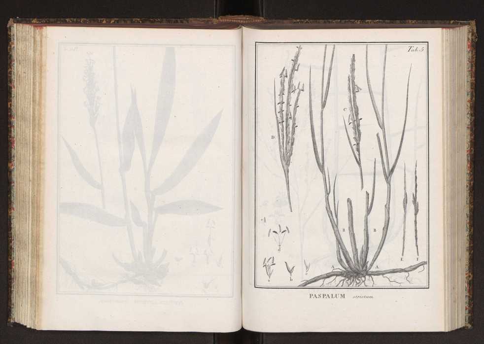 Phytographia lusitaniae selectior, seu novarum rariorum, et aliarum minus cognitarum stirpium, quae in Lusitania sponte' veniunt, ejusdemque floram spectant, descriptiones iconibus illustratae. Vol. 2 138