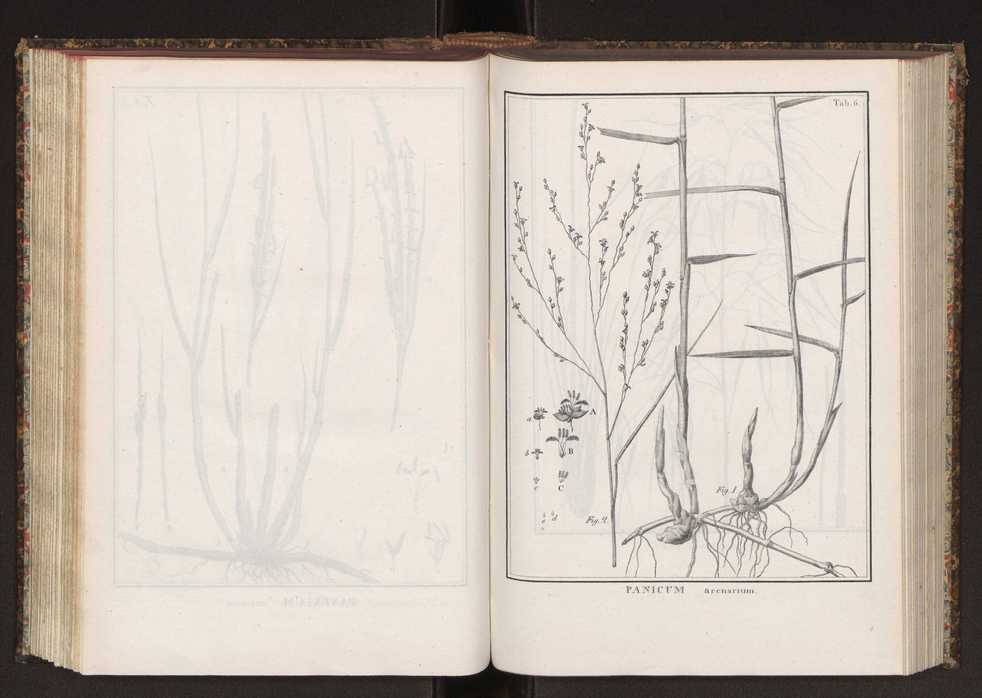 Phytographia lusitaniae selectior, seu novarum rariorum, et aliarum minus cognitarum stirpium, quae in Lusitania sponte' veniunt, ejusdemque floram spectant, descriptiones iconibus illustratae. Vol. 2 139