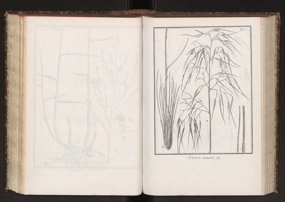 Phytographia lusitaniae selectior, seu novarum rariorum, et aliarum minus cognitarum stirpium, quae in Lusitania sponte' veniunt, ejusdemque floram spectant, descriptiones iconibus illustratae. Vol. 2 140